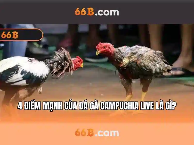 66b là gì?