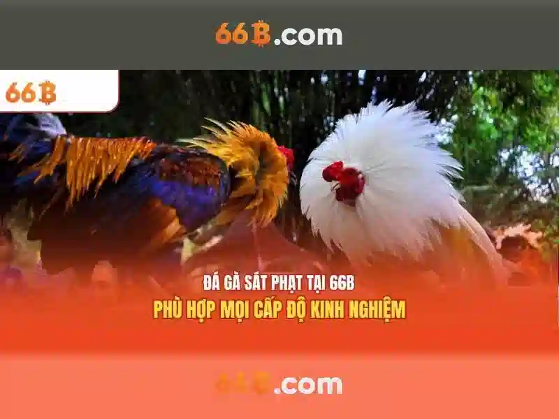 Trải nghiệm người dùng và phản hồi từ cộng đồng