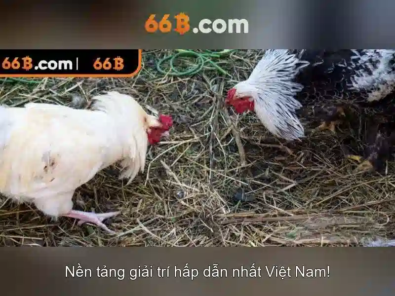 66b trong toán học và ký hiệu
