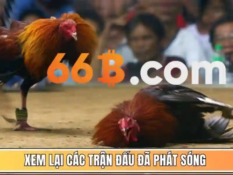 Trải nghiệm người dùng và phản hồi cộng đồng